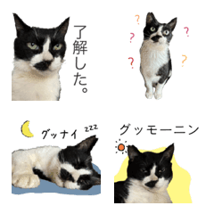 [LINE絵文字] ハチワレおーちゃん絵文字の画像