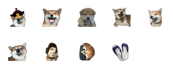 [LINE絵文字]Shiba Inu Puddingの画像一覧