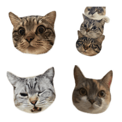 [LINE絵文字] Meowmoji！の画像