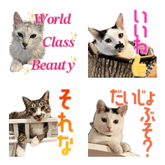 [LINE絵文字] 【キャッツイン東京】人気猫絵文字♪第3弾の画像