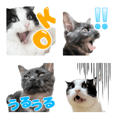 [LINE絵文字] 猫の絵文字。みつお と ふう。の画像