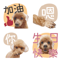 [LINE絵文字] Pet Life-Poodle QQ-Emojiの画像