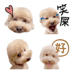 [LINE絵文字] Pet Life-Poodle MOMO-Emojiの画像