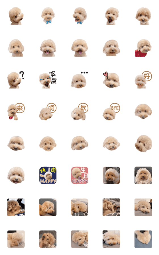 [LINE絵文字]Pet Life-Poodle MOMO-Emojiの画像一覧