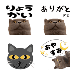 [LINE絵文字] m's cat emojiの画像