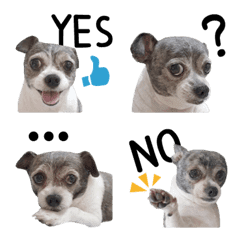 [LINE絵文字] Pet Life-Chihuahua ZiZi Emojiの画像