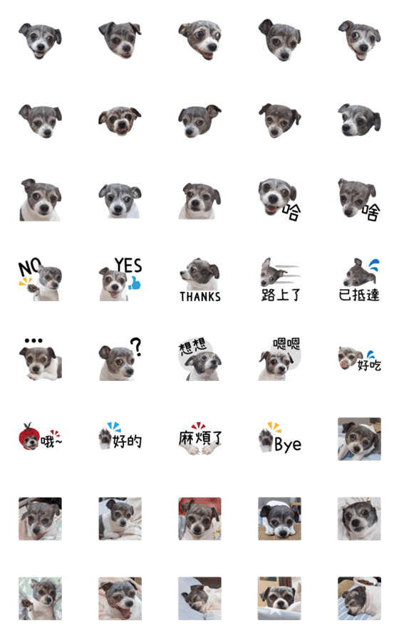 [LINE絵文字]Pet Life-Chihuahua ZiZi Emojiの画像一覧