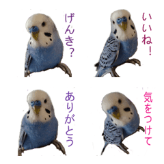 [LINE絵文字] インコのレオ絵文字の画像