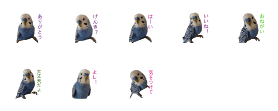 [LINE絵文字]インコのレオ絵文字の画像一覧