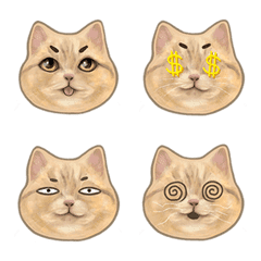 [LINE絵文字] Orange cat emoticon stickerの画像