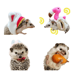 [LINE絵文字] cute hedgehog-5の画像