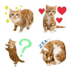 [LINE絵文字] ねこのレウの画像