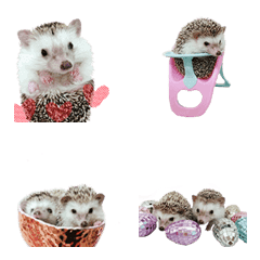 [LINE絵文字] cute hedgehog-7の画像