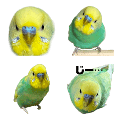 [LINE絵文字] わがままインコゆっぴー絵文字の画像