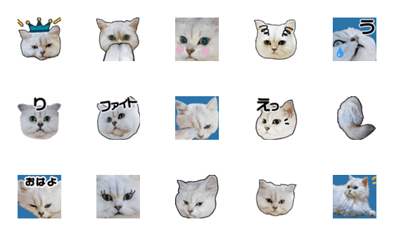 [LINE絵文字]動く！猫の写真絵文字2の画像一覧