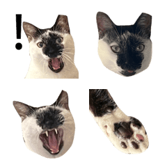 [LINE絵文字] Cow Cat BOBOの画像