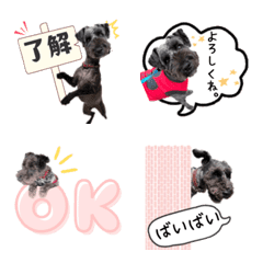 [LINE絵文字] 動くミニチュアシュナウザーQoo君の画像