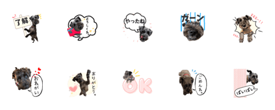 [LINE絵文字]動くミニチュアシュナウザーQoo君の画像一覧